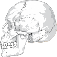 craniosacrale