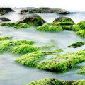 Fanghi di alghe