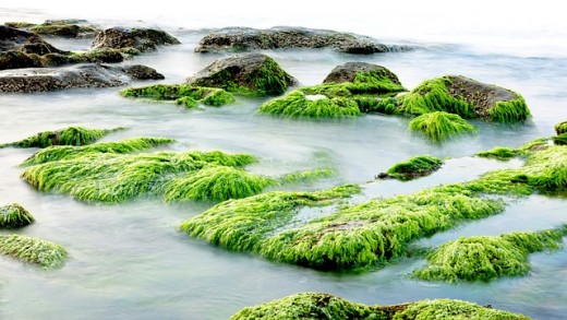 Fanghi di alghe