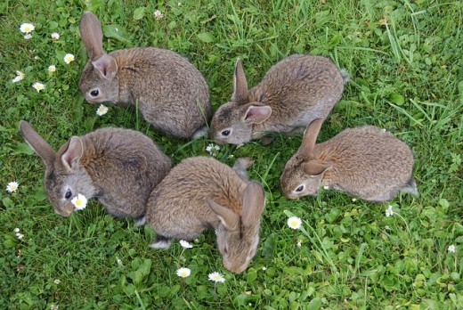 l'isola dei conigli