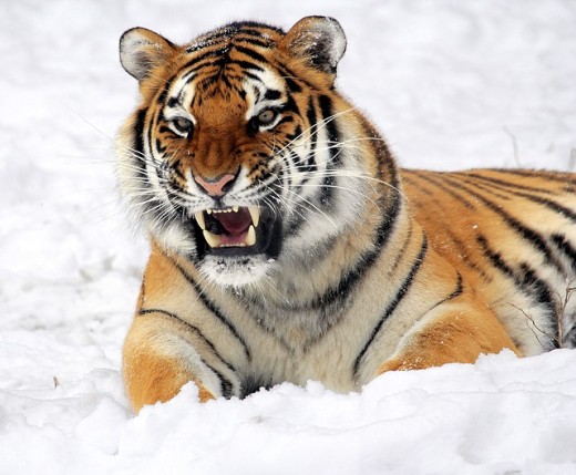 la tigre: arti marziali cinesi