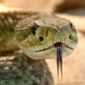 Arti marziali: il serpente