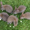 l'isola dei conigli