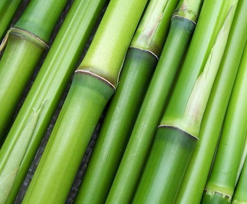 bambù2